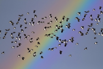 Lapwing flock flying against a rainbow