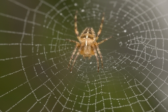 Garden spider by Andy Fairbairn