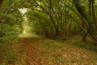 Rushbeds Wood