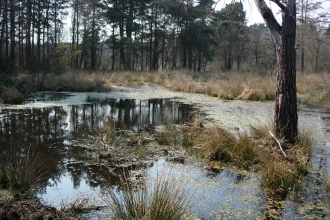 Wildmoor Heath