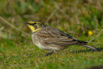 Shore lark