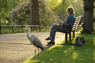 Heron in park with person reading in background