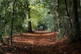 Woodland walk at Shepperlands nature reserve 