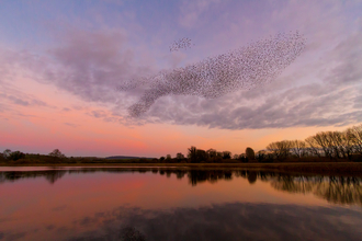 Starling murmuration