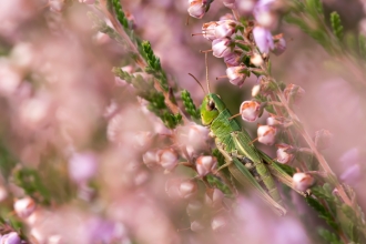 Alan Garnsworthy's winning entry in the 2020 BBOWT photography competition - a meadow grasshopper perched on heather at Crookham Common.