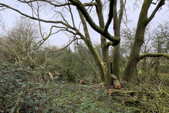 Felled ash by HS2 at Calvert Jubilee