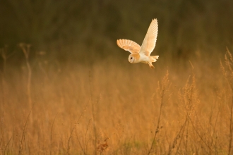 Barn owl in field