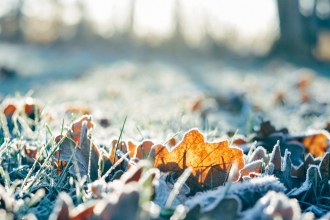 Frosty leaves