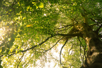 Beech tree canopy