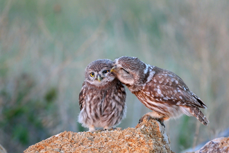 Little owls 