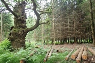 Trees at Windsor Great Park