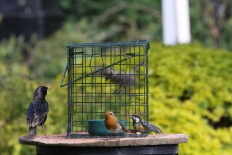 Garden birds