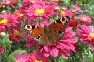 Peacock butterfly