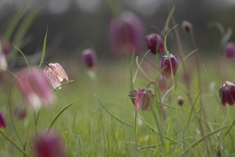 Snake's-head fritillaries at Iffley Meadows