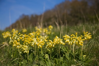 Cowslips