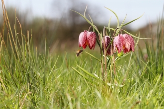 Snakeshead Fritillary