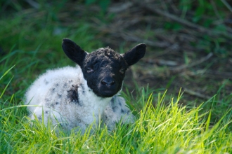 Lamb