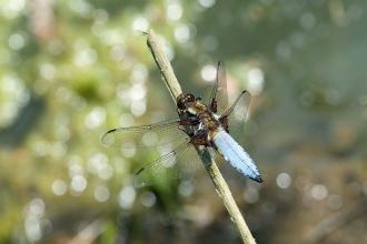 Dragonfly