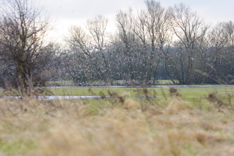 Lapwing and golden plover at Chimney Meadows