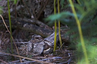Nightjar nesting on the ground