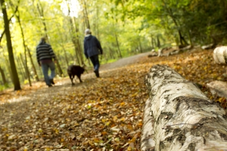 Dog walking in autumn