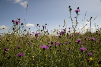 Wildflower meadow by Andy Fairbairn