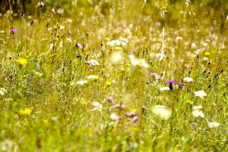 Wild flowers