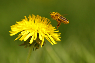 Bee and dandelion