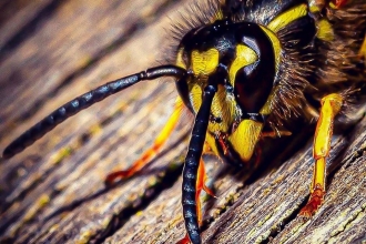 Wasp closeup by Macro.Paul