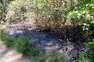 Wokefield Common