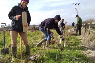 Hedge laying at Rectory Farm