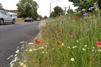 Wildflower verge in full bloom at Weedon