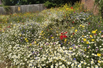 Wildflower verge at Whitchurch