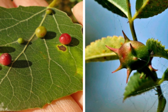 Aspen and sputnik galls