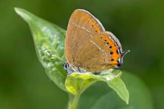 Black hairstreak by Roy Macdonald/Lakes4Life