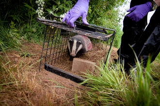 Badger released after vaccination