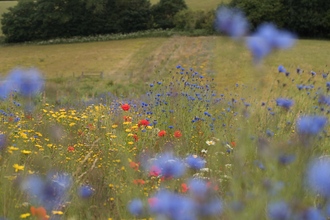 Wild flower margin in farmland