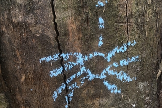 Chalk spider hunt big spider