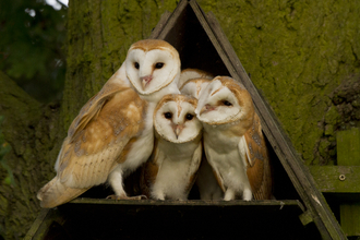 Barn owl family