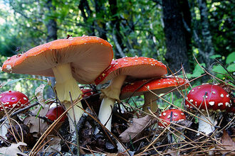 Fly agaric fungus growing in leaf litter