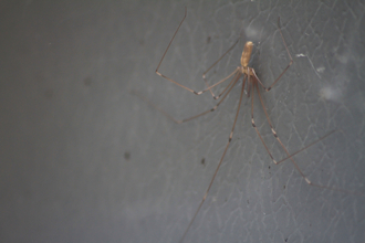 Cellar spider by Tom Hibbert