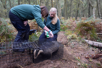 BBOWT staff inoculating a badger as part of the trust's bTB vaccination programme.