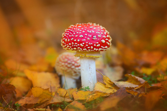 Fly agaric by Jon Hawkins