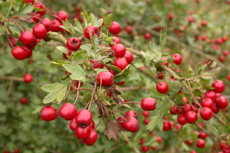 Hawthorn haws by Philip Precey