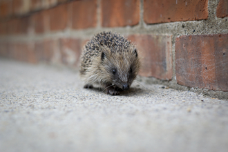 Hedgehog