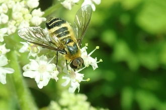 Downland villa beefly