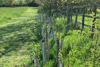 Newly planted hedge