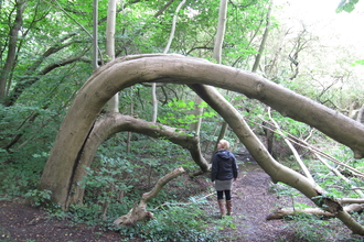 The Frozen Dragon Tree, Chilswell Valley