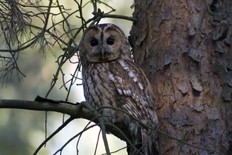 Tawny owl by Damian Waters