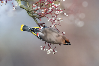 Waxwing